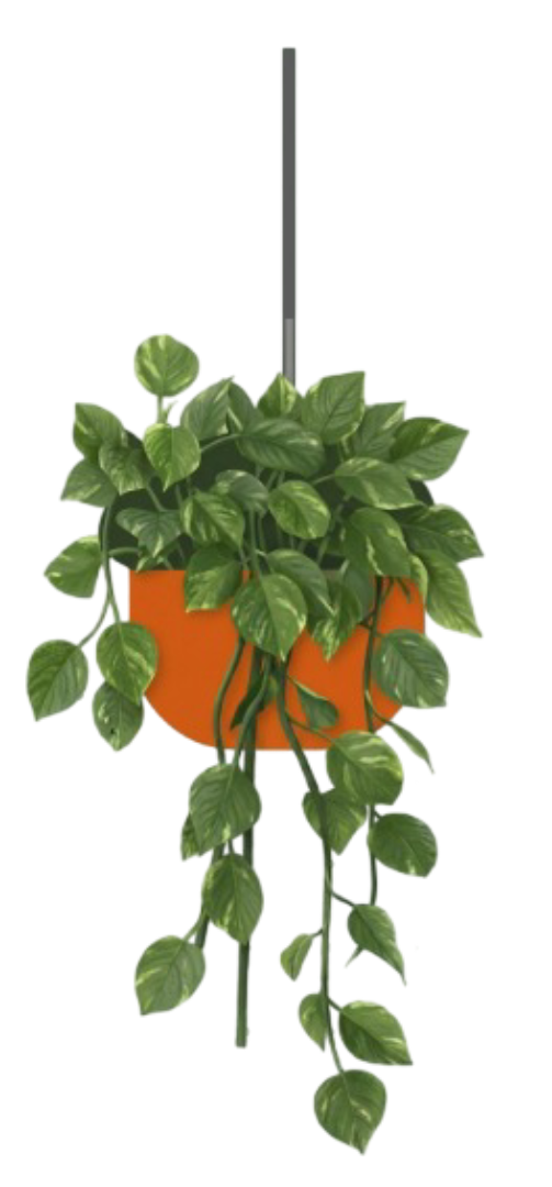 Hanging Pothos Plant
